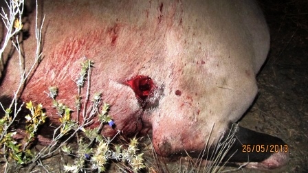 entry wound oryx 1